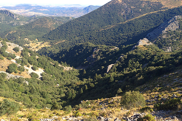 Walk above the fir tree forest: El Pinsapar