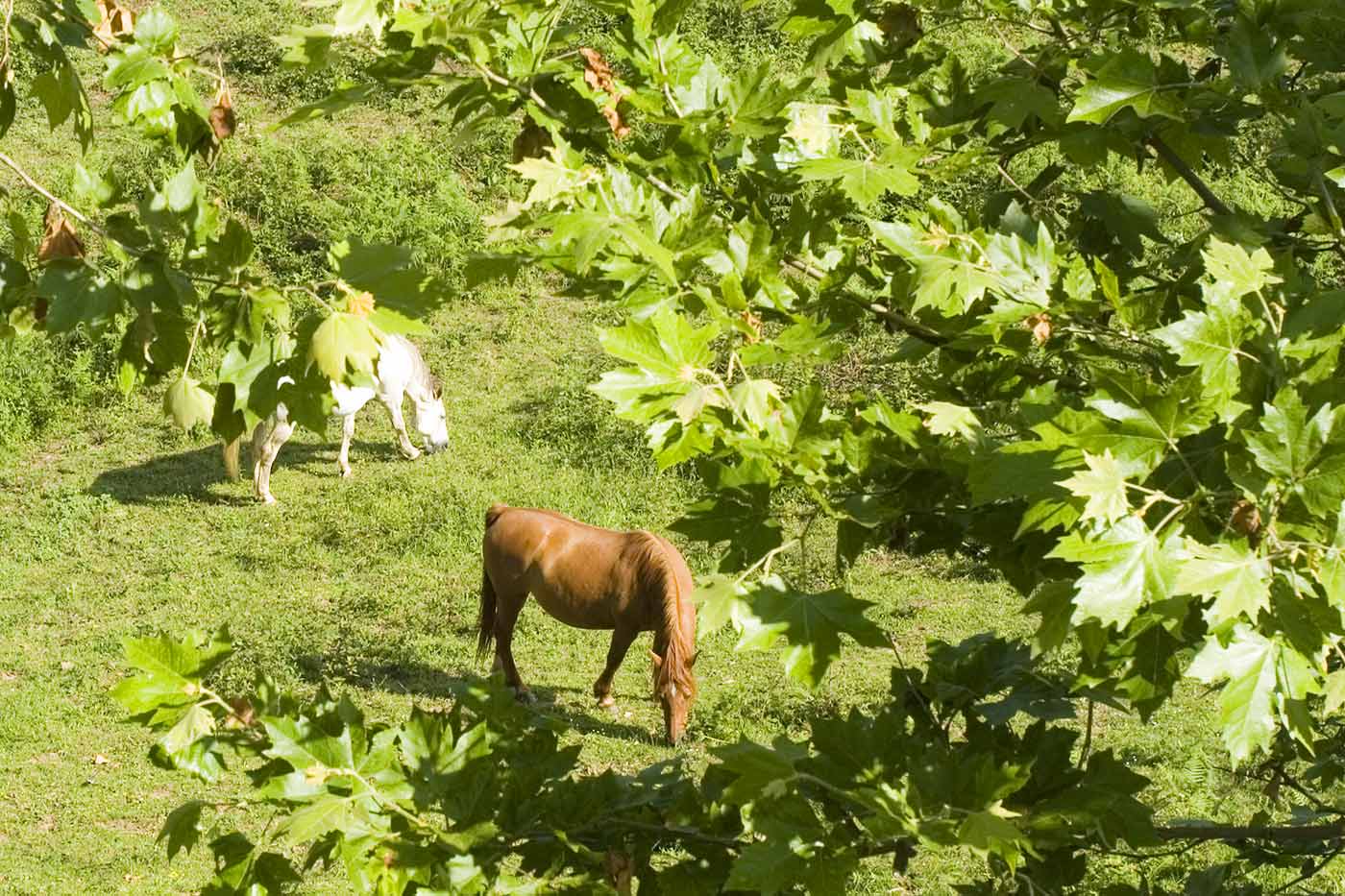 Horses around the village