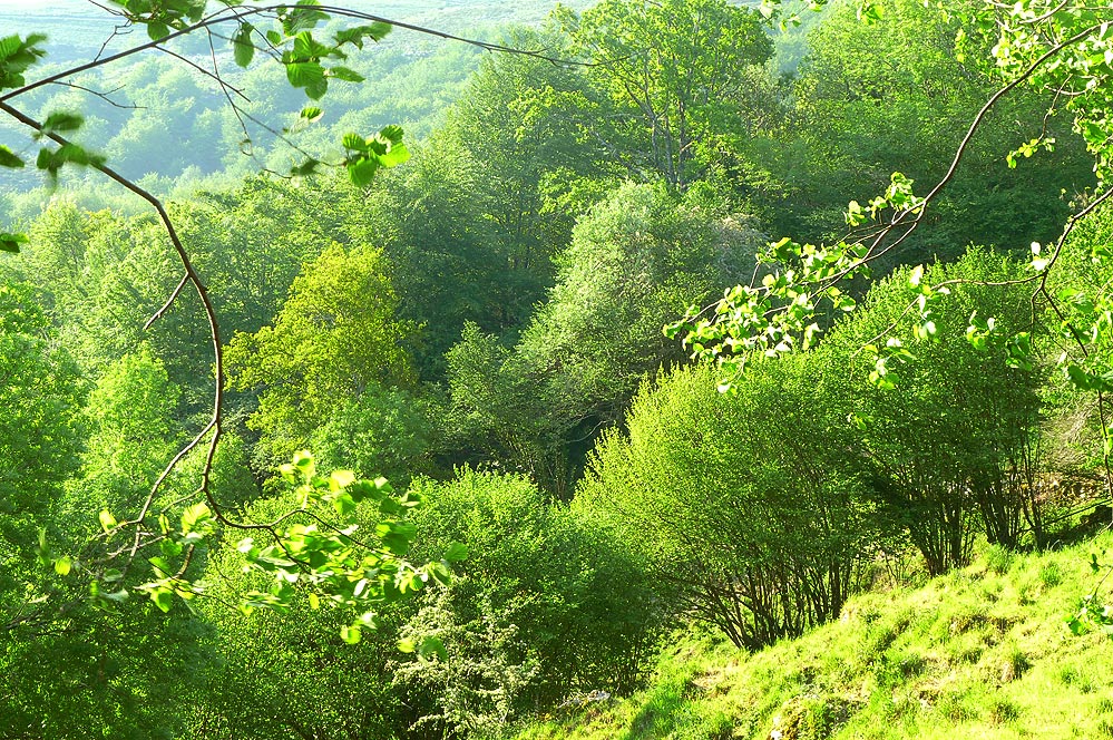 Forest by the property