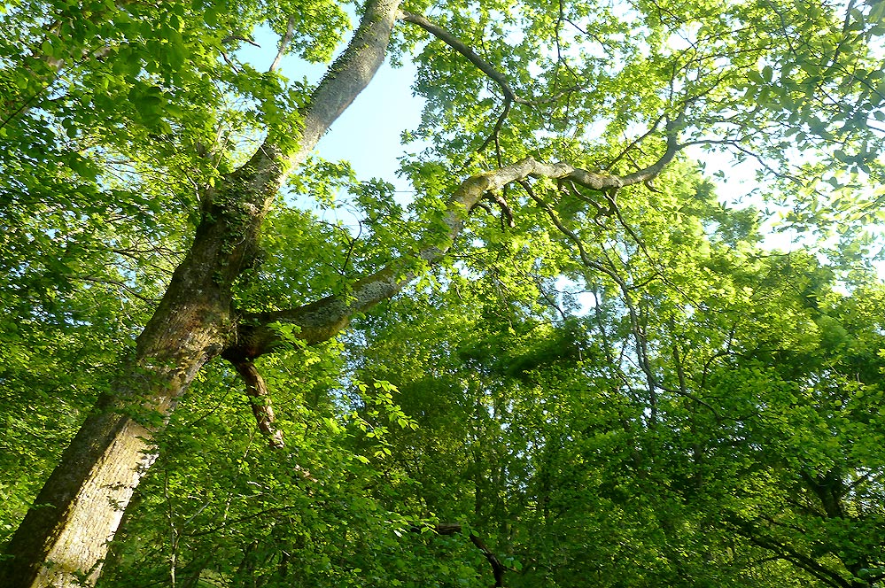 Extensive and private forested grounds