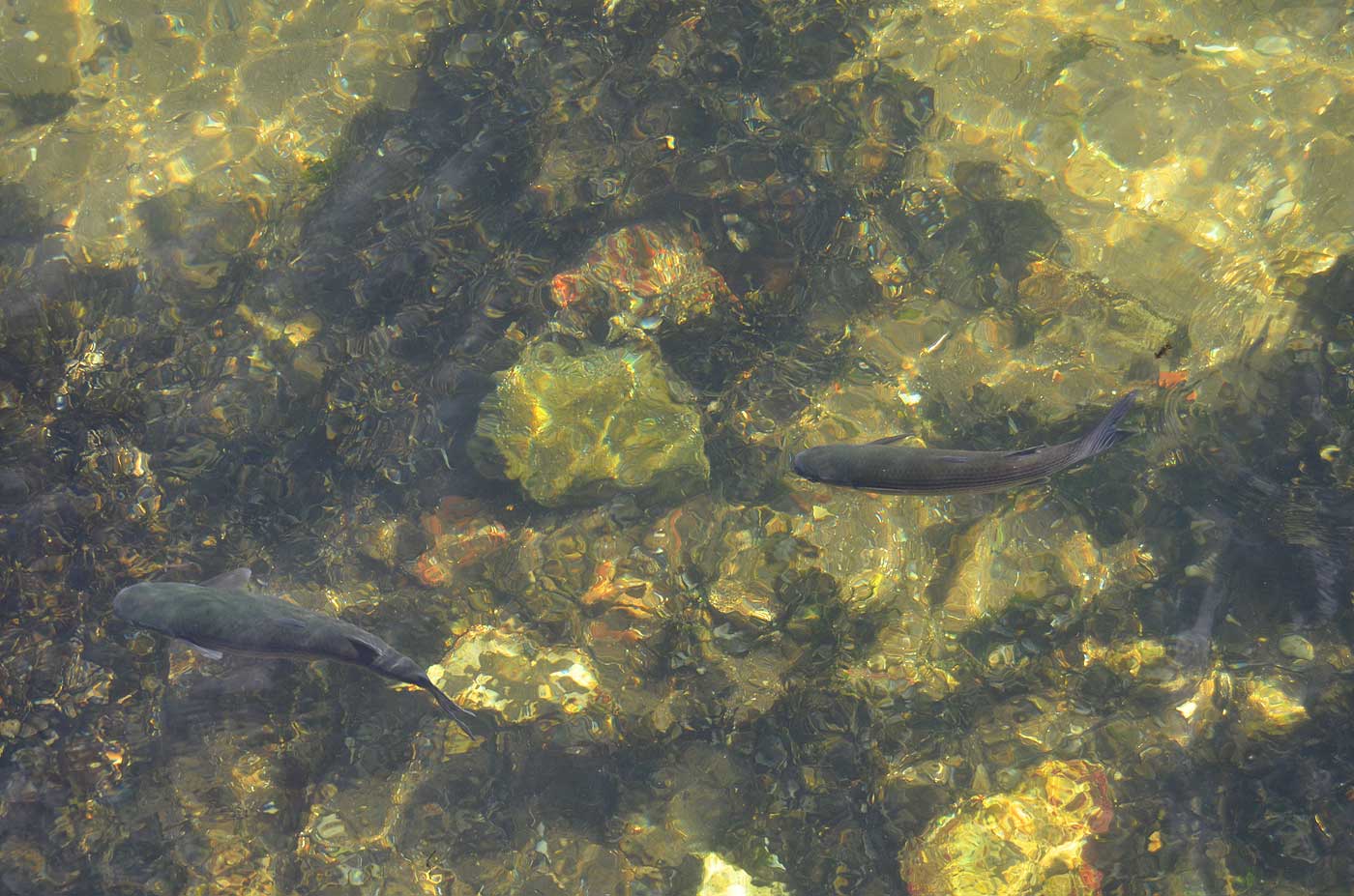 ¡Pudimos ver estos peces desde la ventana!