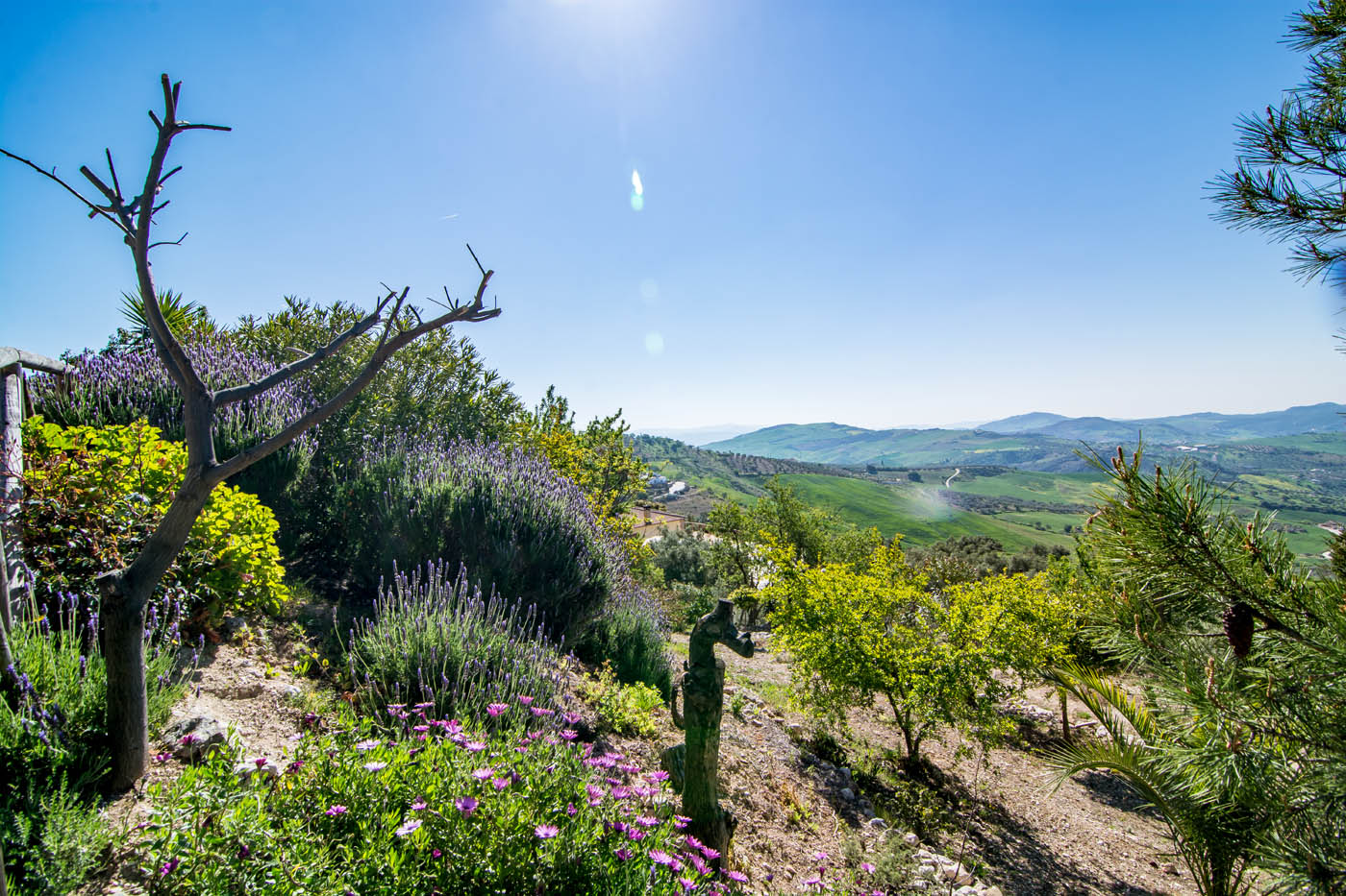Terraced gardens and olive groves