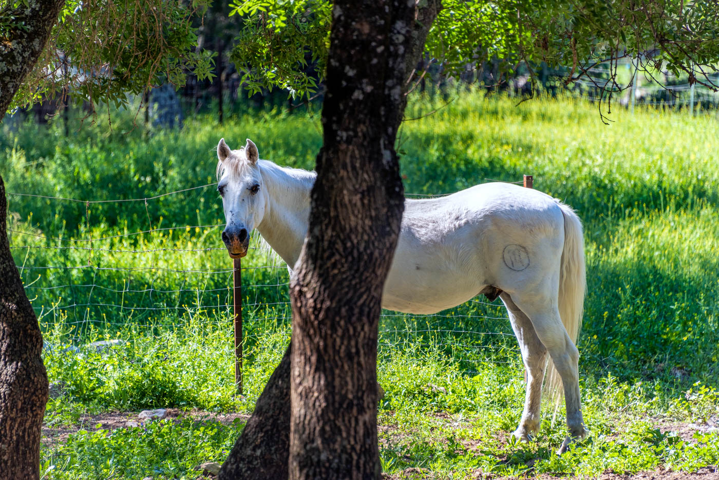 You can see some horses in this large estate