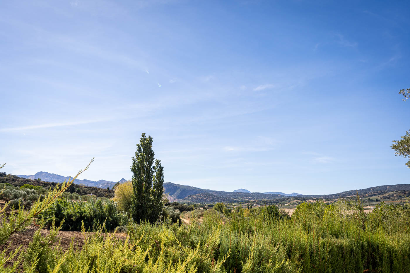 Views from the kitchen window