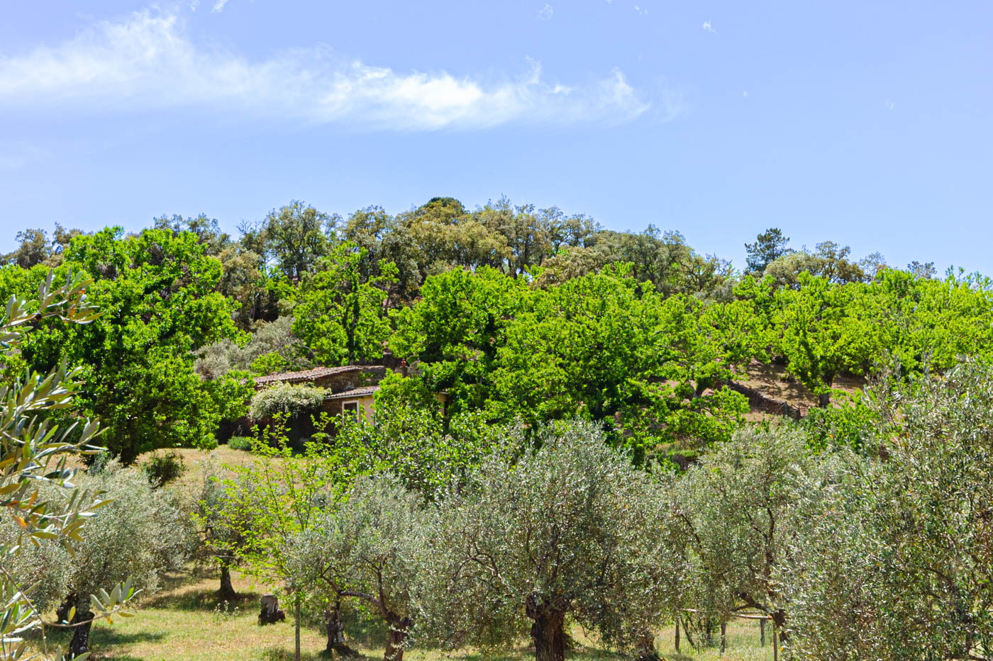 Your holiday cottage is hidden in the woods