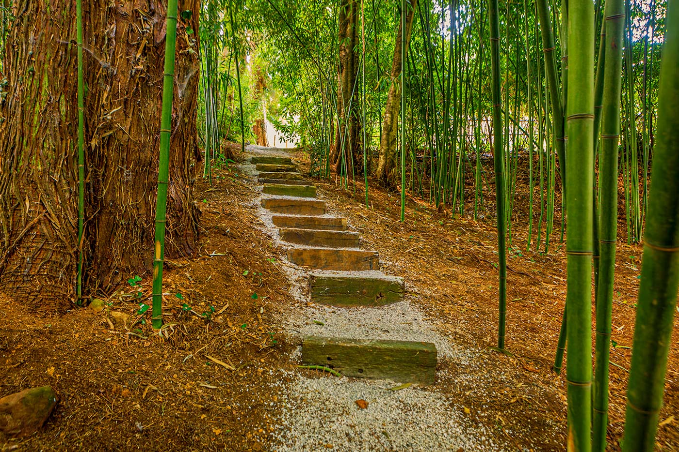 Walk among a bamboo forestt!