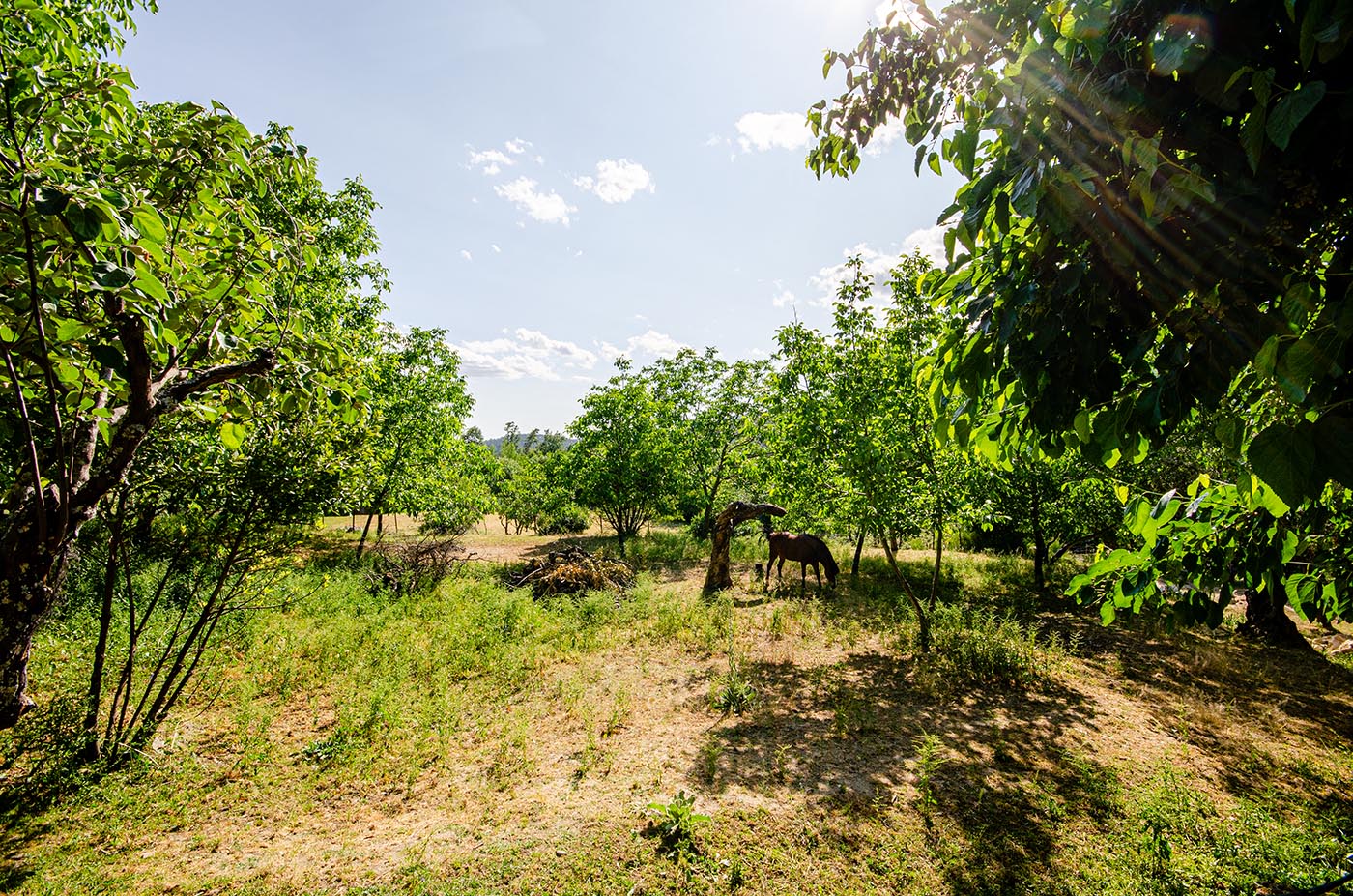 Beyond lawned gardens