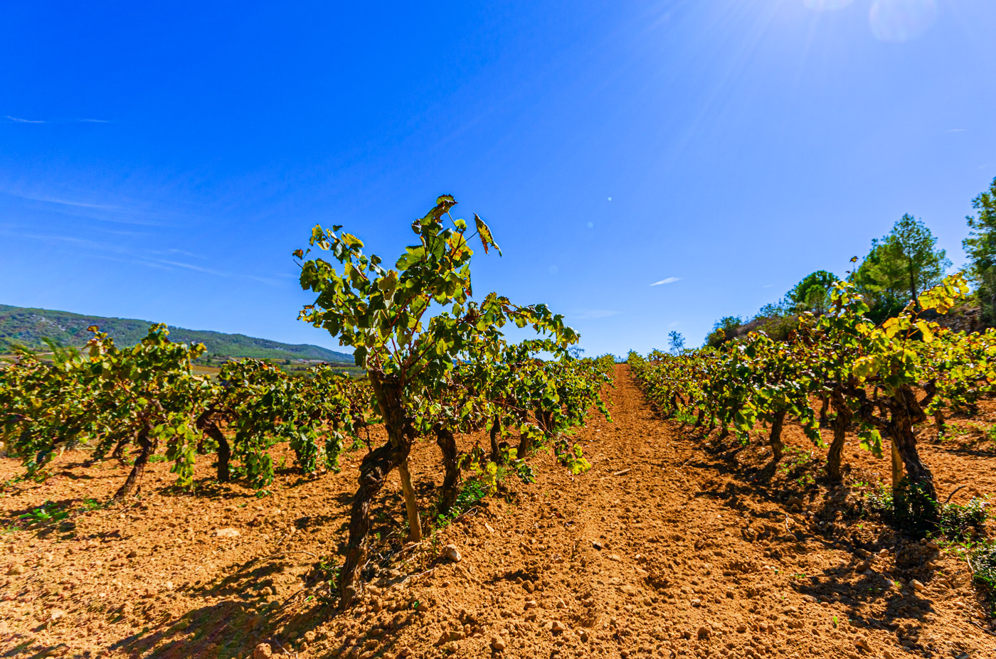Vineyards right next door 