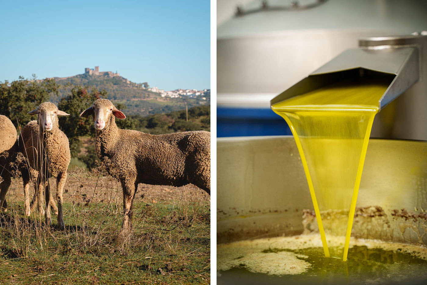 This region of Spain is popular for its exceptional olive oild and cheese