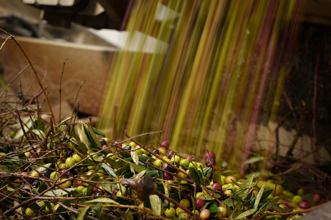 Exceptional extra virgin olive oil is made at this estate