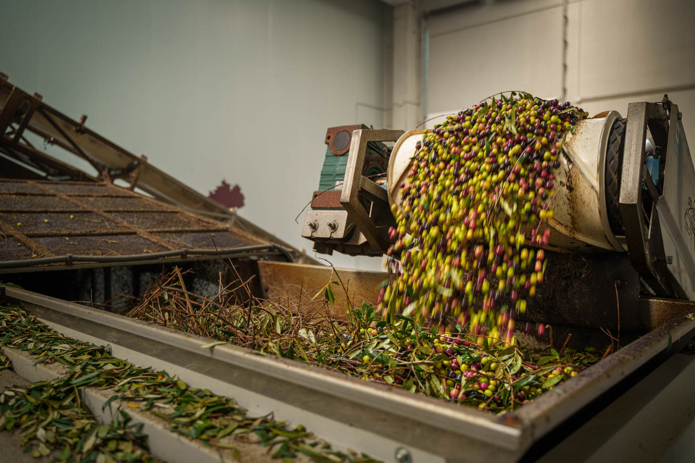 This is the modern mill at the finca producing extra virgin oil