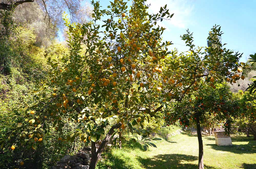 Gardens are fertile and colourful