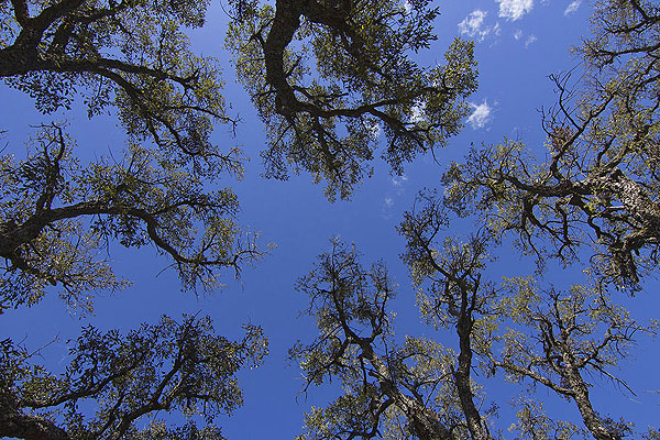 Ronda sky