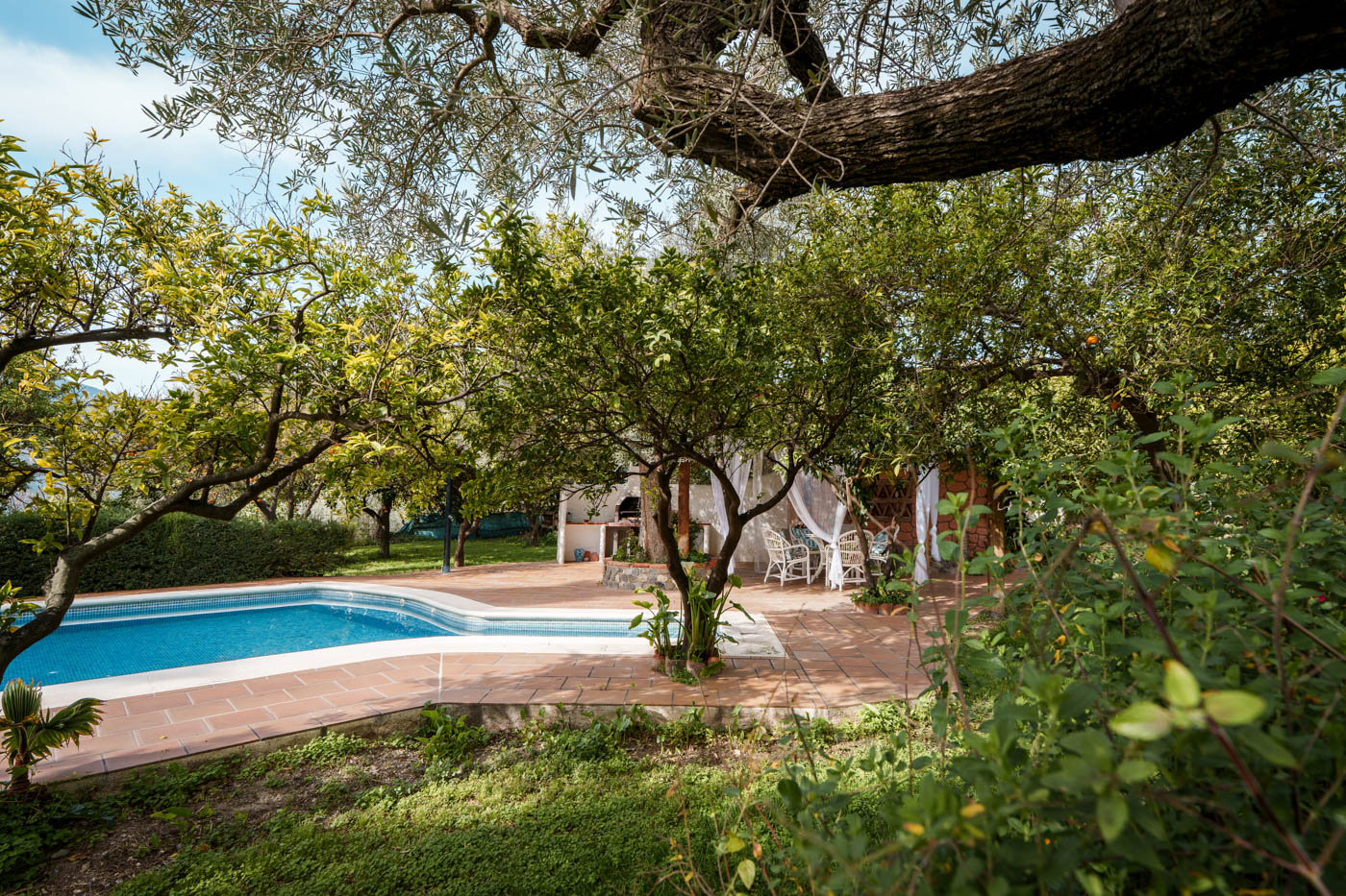 Estás rodeado de naranjos y otros frutales