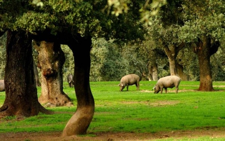 Cerdos Aracena semi-salvajes