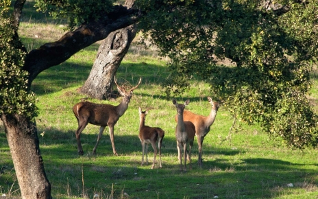 Fauna en la región de Aracena
