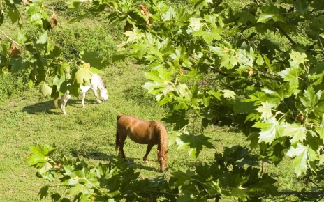 Horses around the village