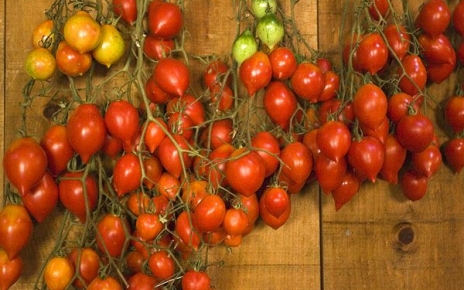 Producción orgánica