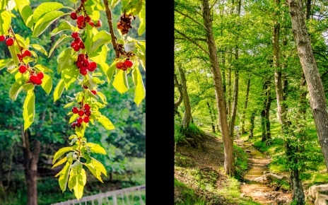 Cerezos | Valle arbolado
