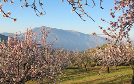 Cherry blossom in the Alpujarras region