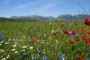 Springtime
