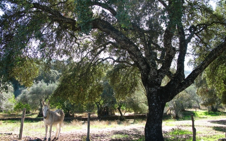 Donkey in olive grows