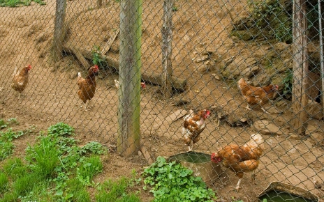 Chicken run