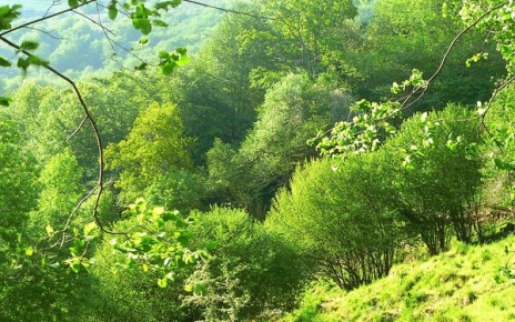 Forest by the property