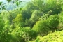 Forest by the property