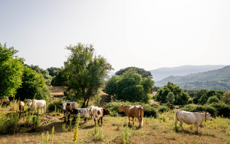 This finca goes beyond the fenced areas