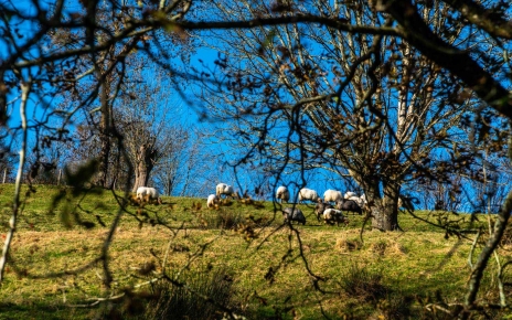 Sheep grazing above your cottage