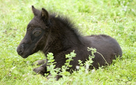 Asturcon : the ancient Asturian horse