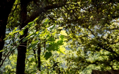 Private leafy grounds at villa 