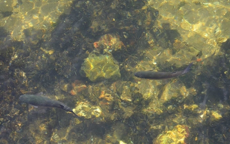 ¡Pudimos ver estos peces desde la ventana!