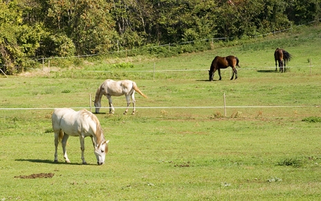 Horses in El Girones area