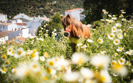 Glorious countryside around Gaucin
