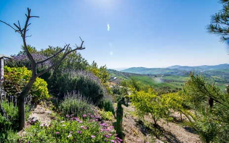 Terraced gardens and olive groves
