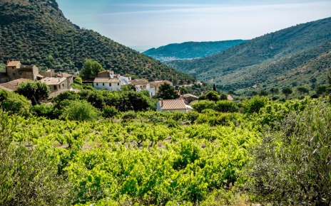 Vineyards above the village
