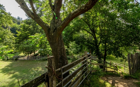 Toda la finca está arbolada