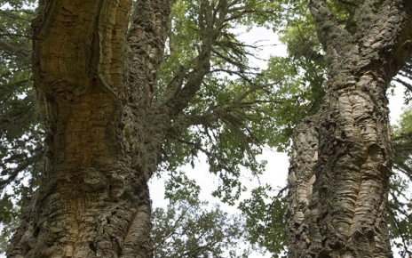 Well preserved forests in Aracena region
