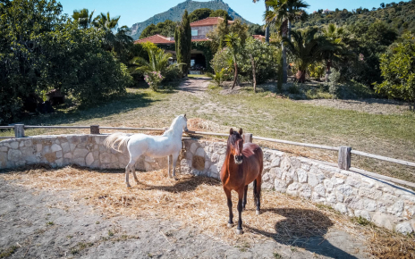 En la finca hay caballos
