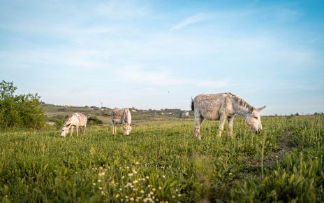 ...and three donkeys