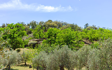 Your holiday cottage is hidden in the woods