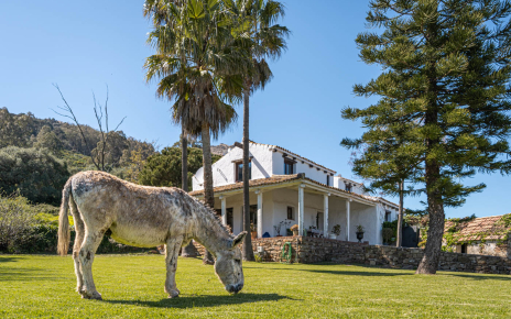 A este burro le invitaron a pasar al jardín!