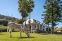 A este burro le invitaron a pasar al jardín!