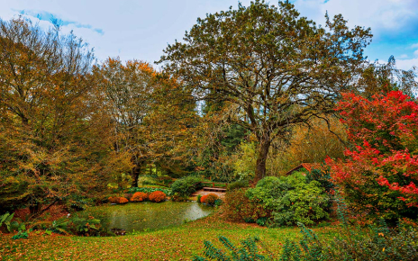 Pond with wooden platform/terrace