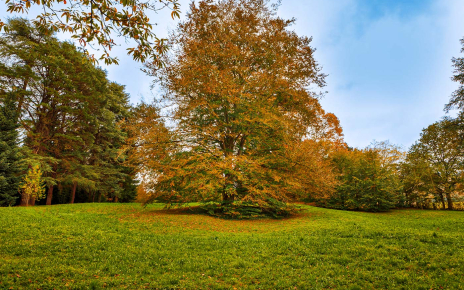 This is an unique specie of beech tree (purple)