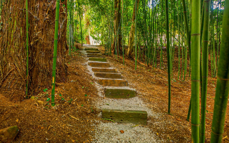 Walk among a bamboo forestt!
