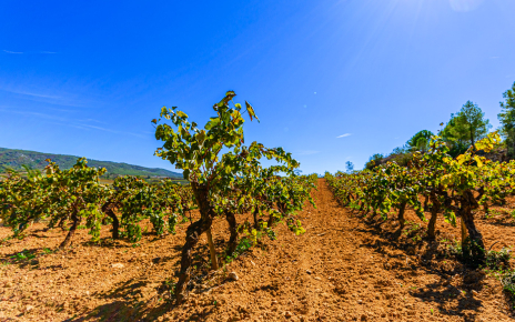 Vineyards right next door 