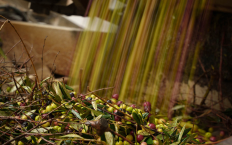 Exceptional extra virgin olive oil is made at this estate